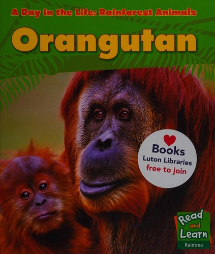 Orangutan