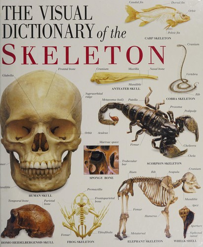 The visual dictionary of the skeleton