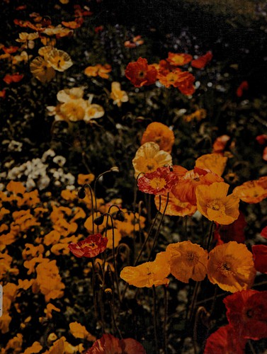 The good housekeeping illustrated encyclopedia of gardening