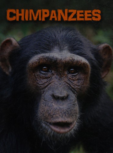 Chimpanzees