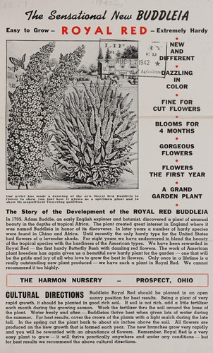 The sensational new buddleia Royal Red