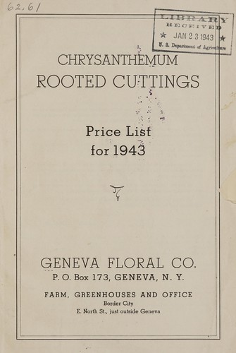 Chrysanthemum rooted cuttings