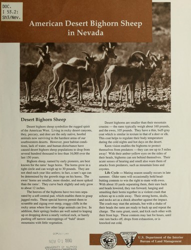 American desert bighorn sheep in Nevada