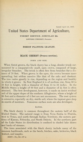 Black cherry (Prunus serotina)