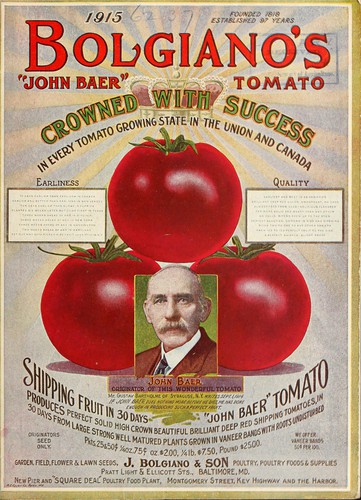 Bolgiano's "John Baer" tomato
