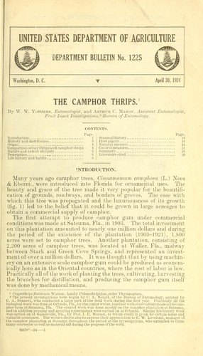The camphor thrips