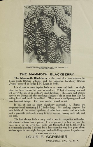 The mammoth blackberry