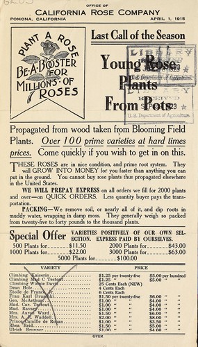 Young rose plants from pots