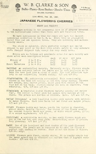 Japanese flowering cherries