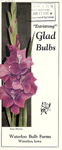 Prepaid prices on "extristrong" gladiolus bulbs