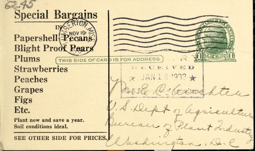 Pecan and fruit tree bargains