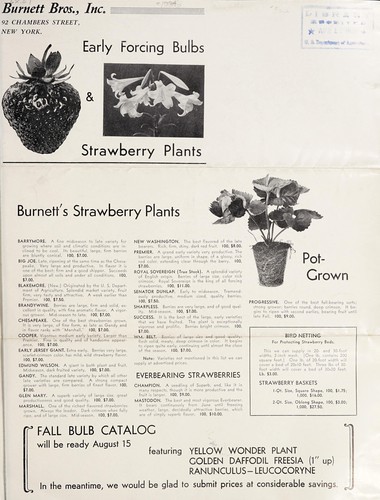 Early forcing bulbs & strawberry plants