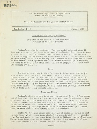 Feeding and caring for squirrels