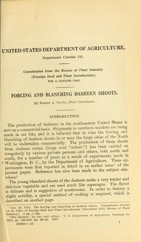 Forcing and blanching dasheen shoots