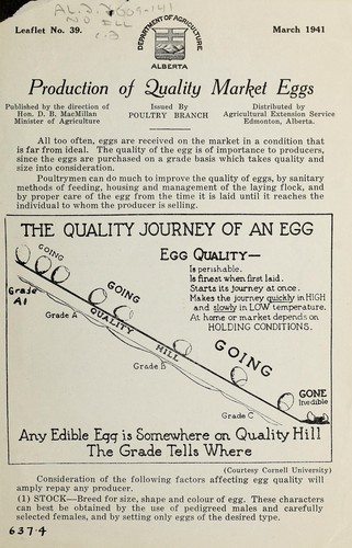 Production of quality market eggs