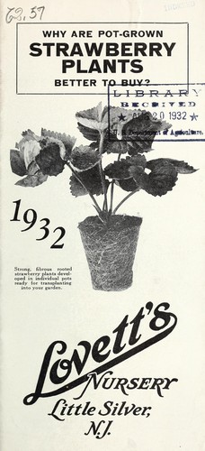 Why are pot-grown strawberry plants better to buy?