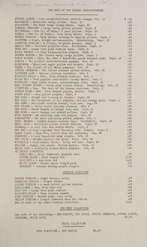 The best of the garden chrysanthemums