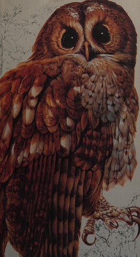 Book of British Birds (Readers Digest)