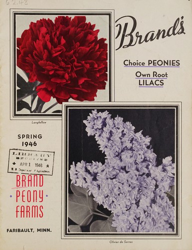 Brand's choice peonies, own root lilacs