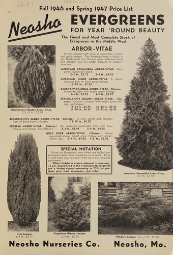 Neosho evergreens for year 'round beauty