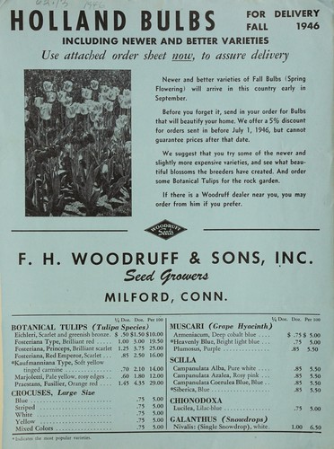 Holland bulbs for delivery, fall 1946