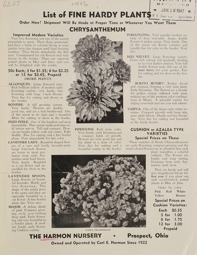 List of fine hardy plants, chrysanthemum