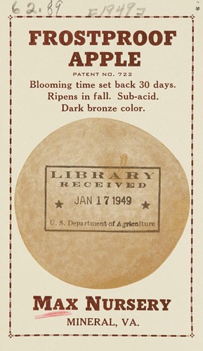 Frostproof apple