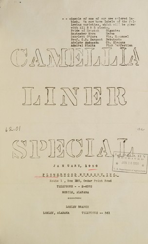 Camellia liner special