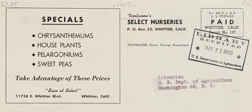 Specials chrysanthemums, house plants, pelargoniums, sweet peas