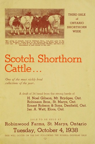 Scotch shorthorn cattle