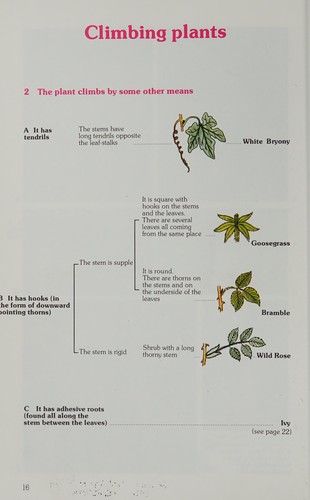 Plants of the Hedgerow