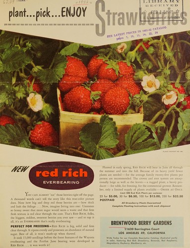 Plant, pick, enjoy strawberries