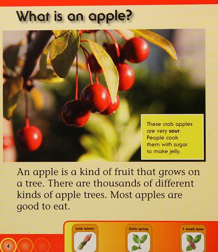 Life cycle of an apple