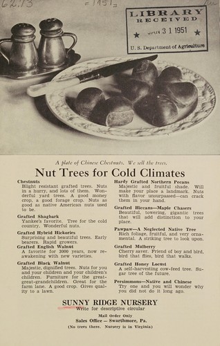 Nut trees for cold climates