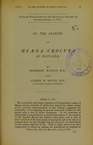 On the anatomy of Hyaena crocuta (H. maculata)