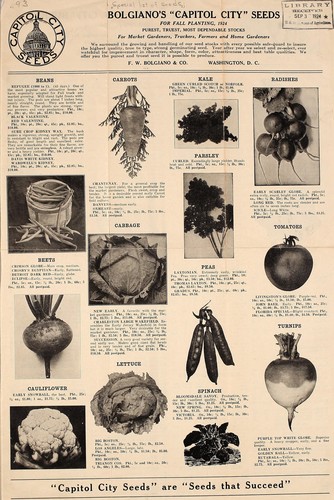 Bolgiano's "capitol city" seeds