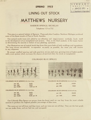 Spring 1953, lining out stock