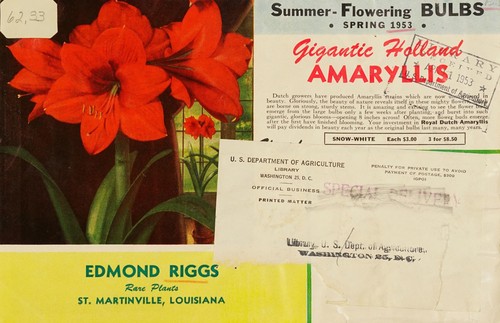 Summer-flowering bulbs, spring 1953