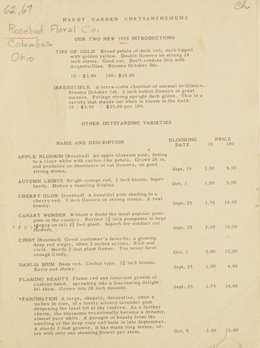 1953 wholesale list, hardy garden chrysanthemums
