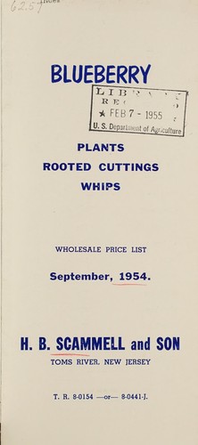 Blueberry plants, rooted cuttings, whips