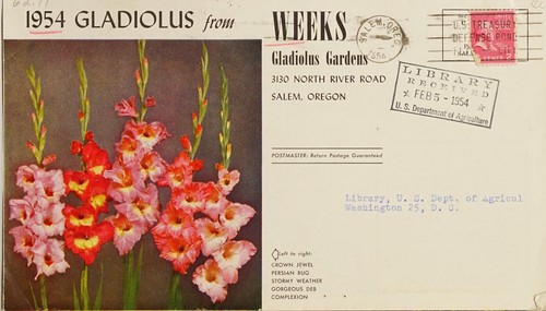 1954 gladiolus