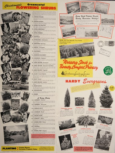 Nursery stock for beauty, comfort, privacy