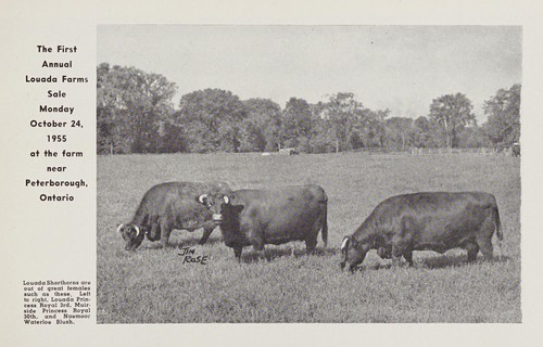 The first annual Louada Farms sale