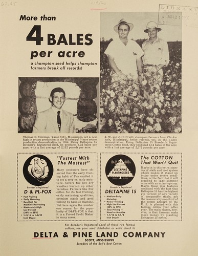 More than 4 bales per acre