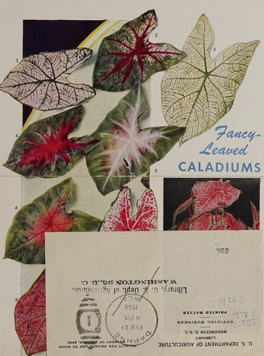Fancy leaved caladiums