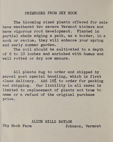 Primroses from Sky Hook