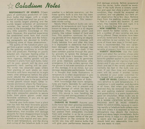 Fancy leaved caladium in color