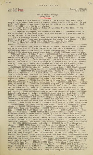 African violet cuttings