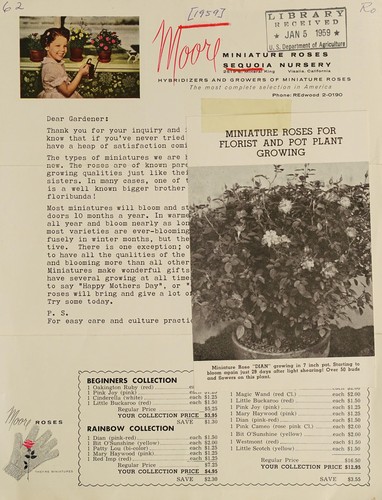 Moore miniature roses