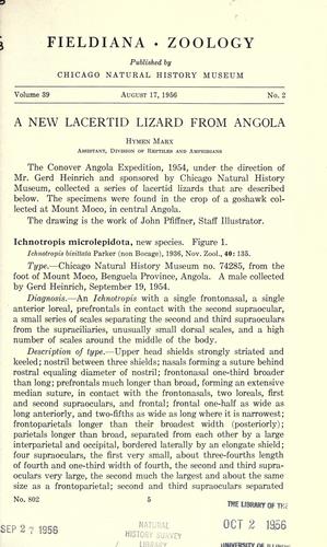 A new lacertid lizard from Angola.